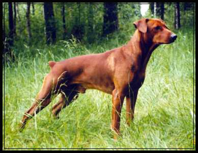 Yarracitta RETICCARUDOLF | German Pinscher 