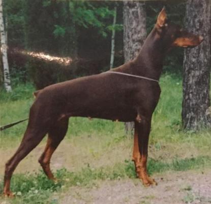 Alaska de Covalta | Brown Doberman Pinscher