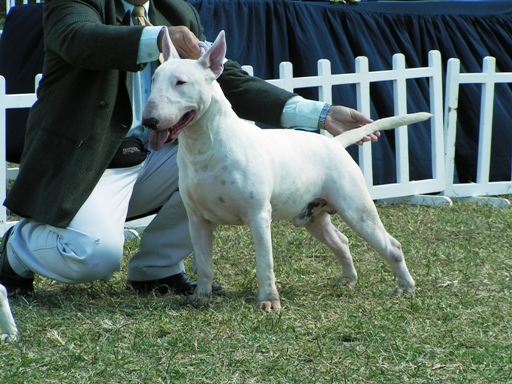 Bullet's Danko (GARCIA) | Bull Terrier 