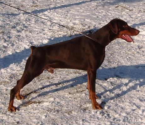 Kriegerhof Du Cognac | Brown Doberman Pinscher