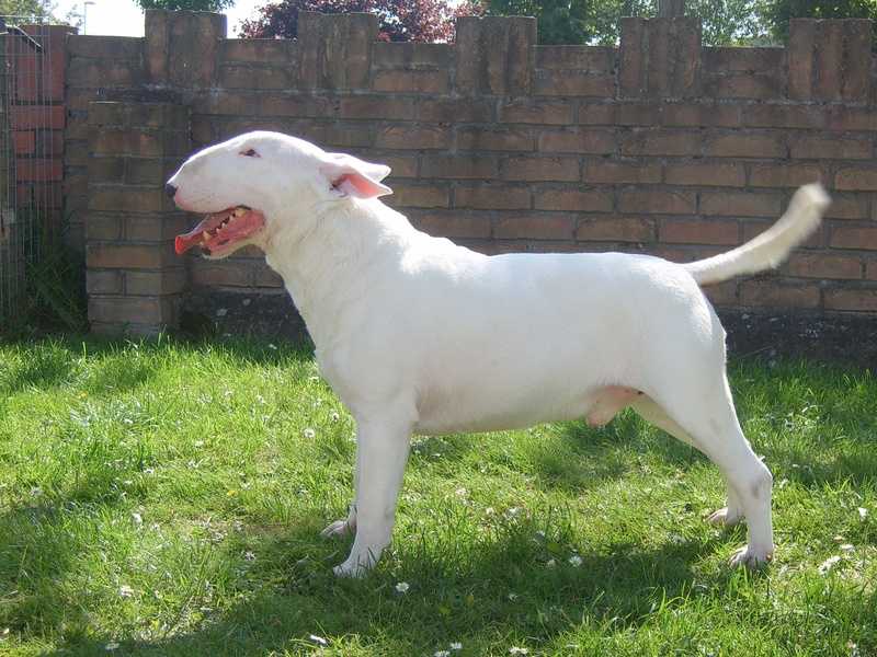 Elcornijal Am High Roller | Bull Terrier 