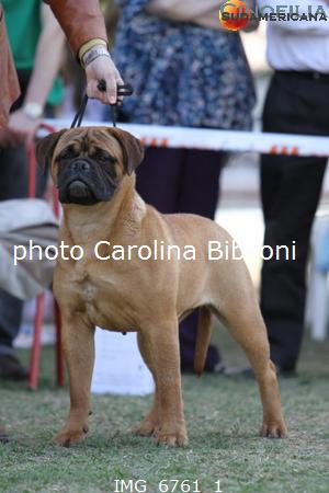 Pepperbull's New Rose | Bullmastiff 