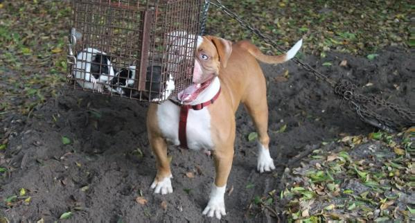 Perez's Furia | American Bulldog 