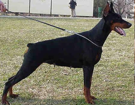 Una Betelges (JRSP 78031DOB) | Black Doberman Pinscher