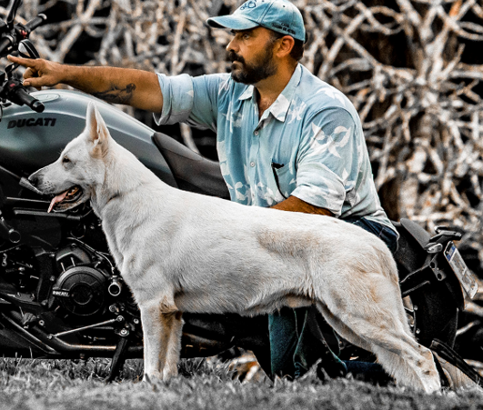 Brutus do Jardim de Aldeia (Zandor) | White Swiss Shepherd Dog 