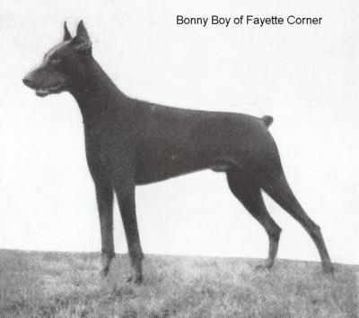 Bonny-Boy Of Fayette Corner | Brown Doberman Pinscher