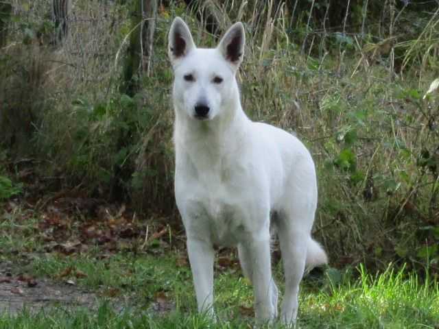 Quick Quirina v.d Banjou Burght | White Swiss Shepherd Dog 