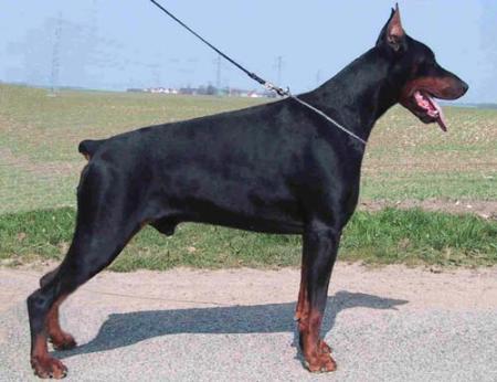 Celziuss v. Renewal | Black Doberman Pinscher