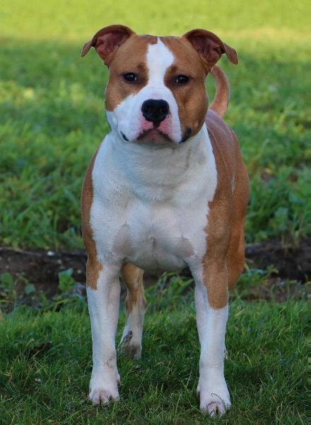 Raging Red Bull From Nature's Finest | American Staffordshire Terrier 