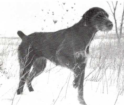 Haar Baron's Tina | German Wirehaired Pointer 