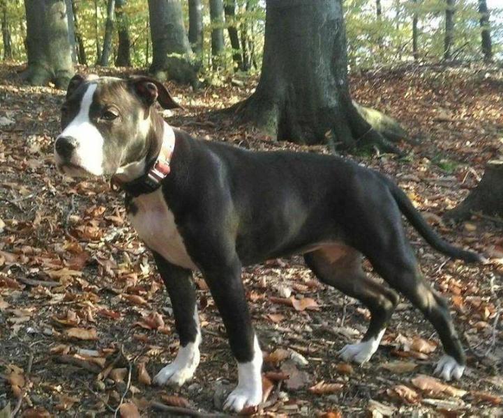 CINEMA STAR Pokerowy Zywot | American Staffordshire Terrier 