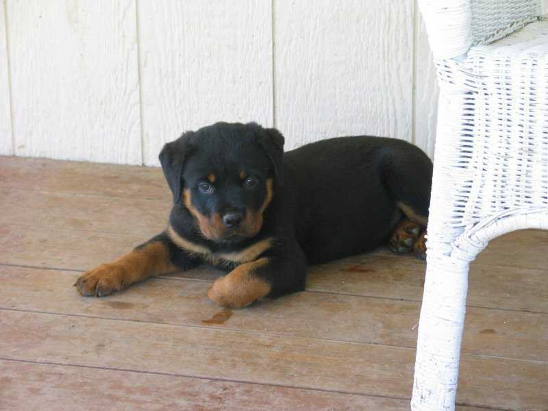 Classicharlie Redwood Krest Vico | Rottweiler 