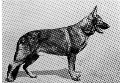 Greif vom Sieghaus | German Shepherd Dog 