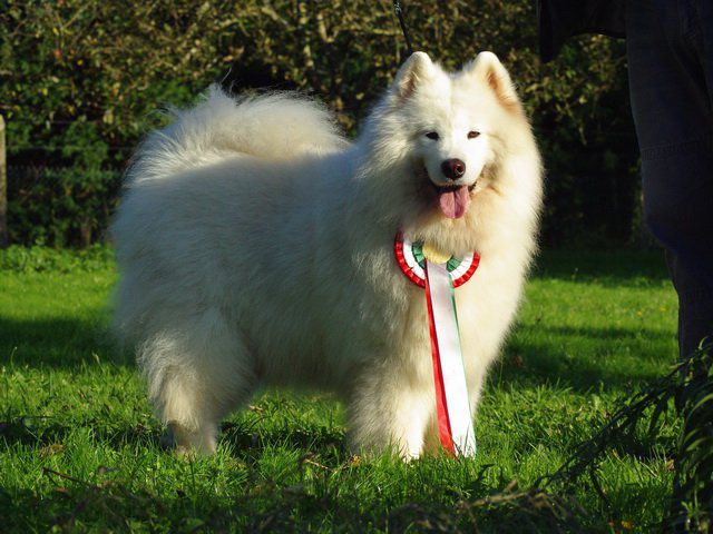 PRETTY WOMAN PHEBBE OF KARASEA | Samoyed 