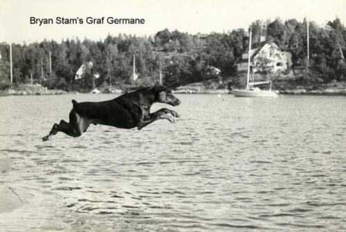 Bryanstam's Graf-Germane | Brown Doberman Pinscher