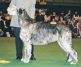 Wolfhouse Knock Out | Irish Wolfhound 