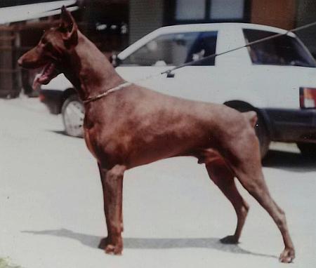 Marlboro v. Norden Stamm | Brown Doberman Pinscher