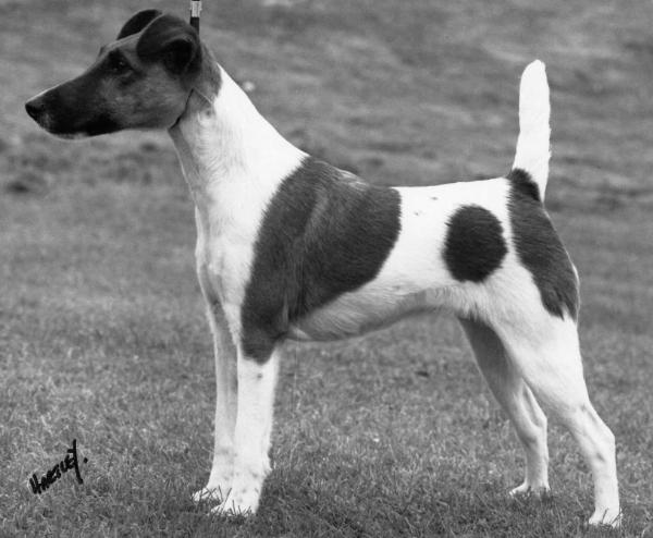 Bizzie Lizzie From Sufredon | Smooth Fox Terrier 