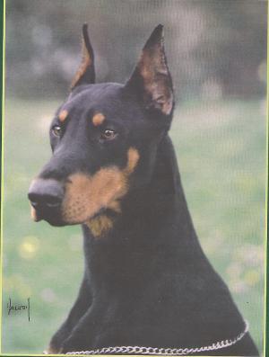 Graaf Buco v. Neerlands Stam | Black Doberman Pinscher