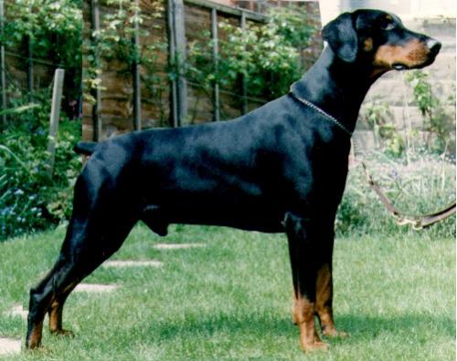 Bronco v.d. Kunigundenhöhe | Black Doberman Pinscher