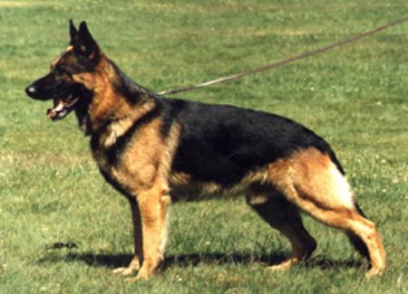 Tango von der Wienerau | German Shepherd Dog 