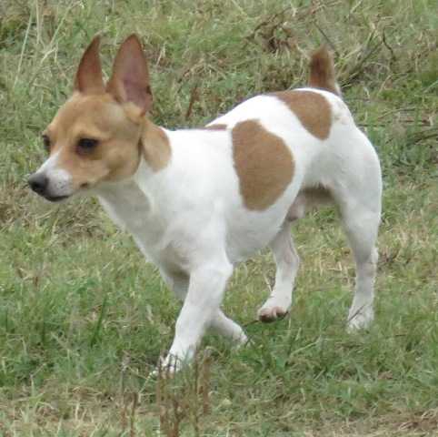 Aspen's Sugar Shack | Teddy Roosevelt Terrier 