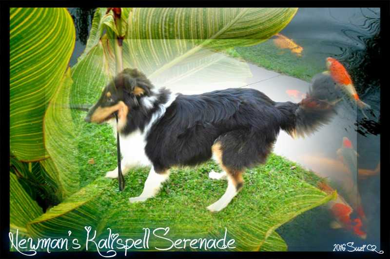 Newman's Kalispell Serenade | Rough Collie 