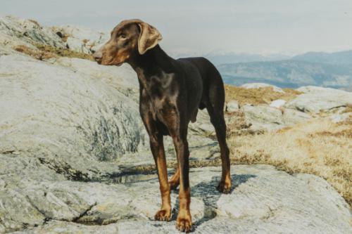 Gustoff's Brown Bruno | Brown Doberman Pinscher