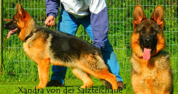 Xandra von der Salzteichaue | German Shepherd Dog 
