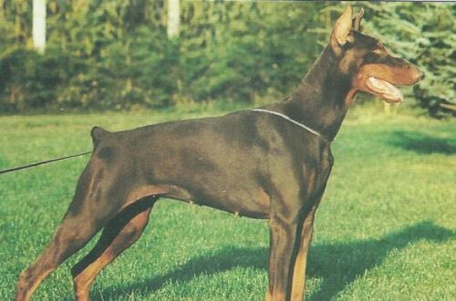 Wendy v. Franckenhorst | Brown Doberman Pinscher