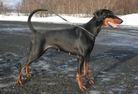 Doberpride's Black Pearl | Black Doberman Pinscher