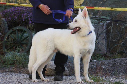 Corax of White Grace | White Swiss Shepherd Dog 