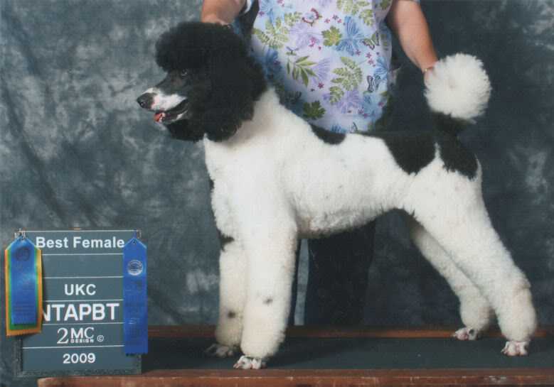 Sigrid's Oreo Delight | Poodle 