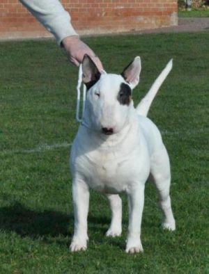 Ukusa Quagmire | Bull Terrier 