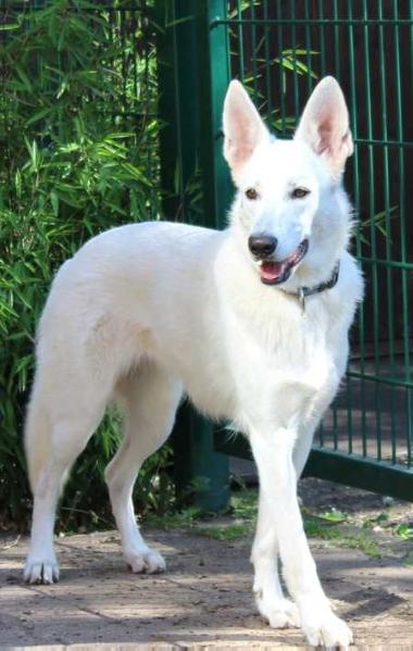 Valinor's Cilliana | White Swiss Shepherd Dog 