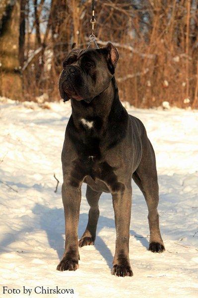 Stanley Pat Tornado | Cane Corso 