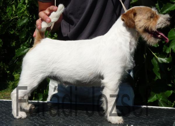 Zara vom Paradise of Wind | Jack Russell Terrier 