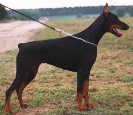 Tiffany v. Norden Stamm | Black Doberman Pinscher