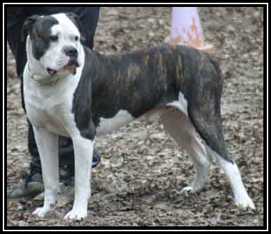 Baudrier Steve | American Bulldog 