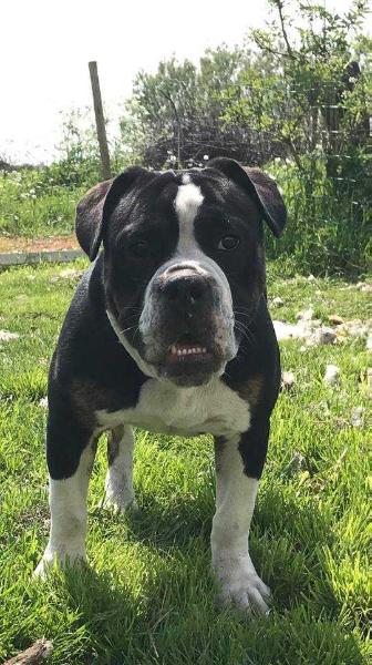 Catobulls Cengiz | Olde English Bulldogge 