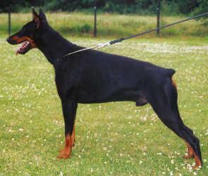 Banjo v. Eschenbruch | Black Doberman Pinscher