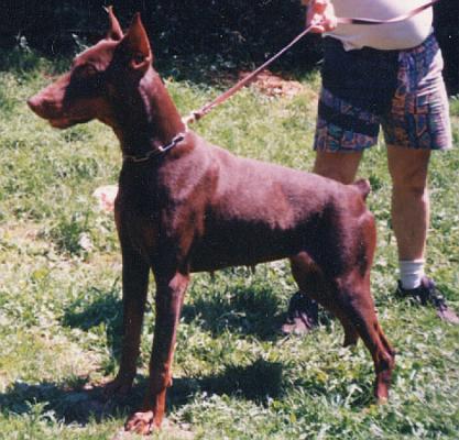 Jotunheim's Hergerd | Brown Doberman Pinscher