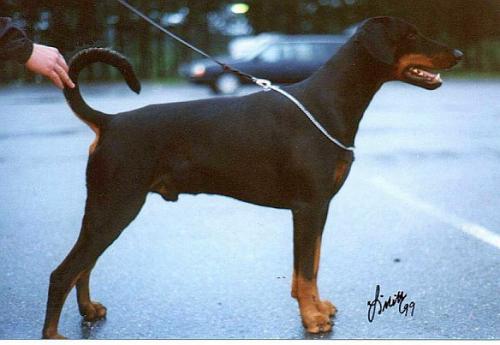 Dobfancier's Qazc | Black Doberman Pinscher