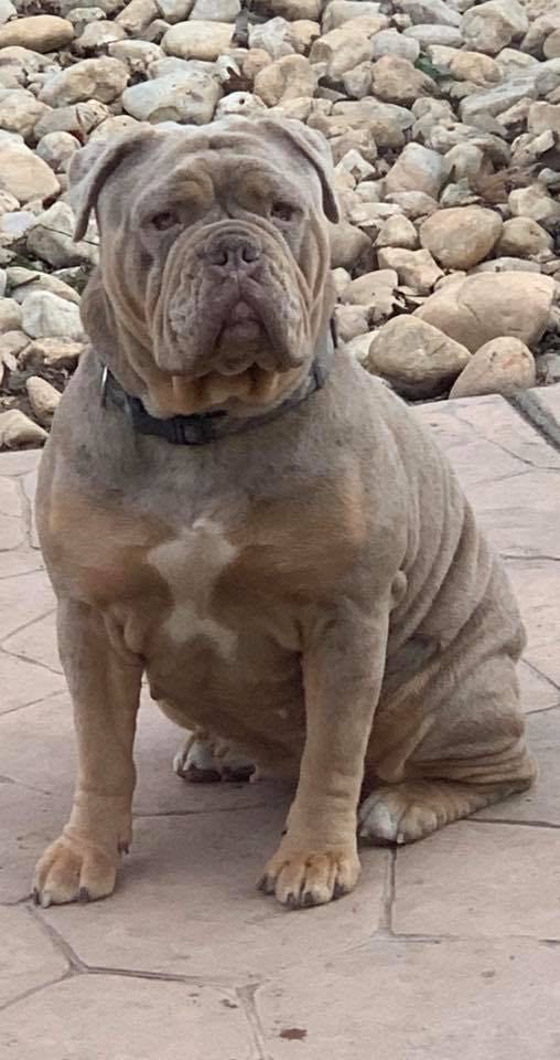 Hellrazzor's Kracken | Olde English Bulldogge 