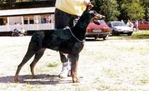 Cobran's Cassandra | Black Doberman Pinscher