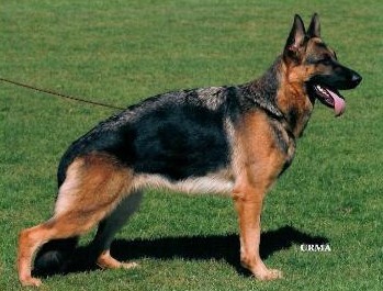 Pat vom Assaut | German Shepherd Dog 