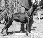 Mezzrow's Dushka | Black Doberman Pinscher