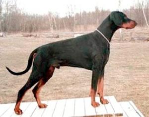 Mezzrow's Ulmer | Black Doberman Pinscher