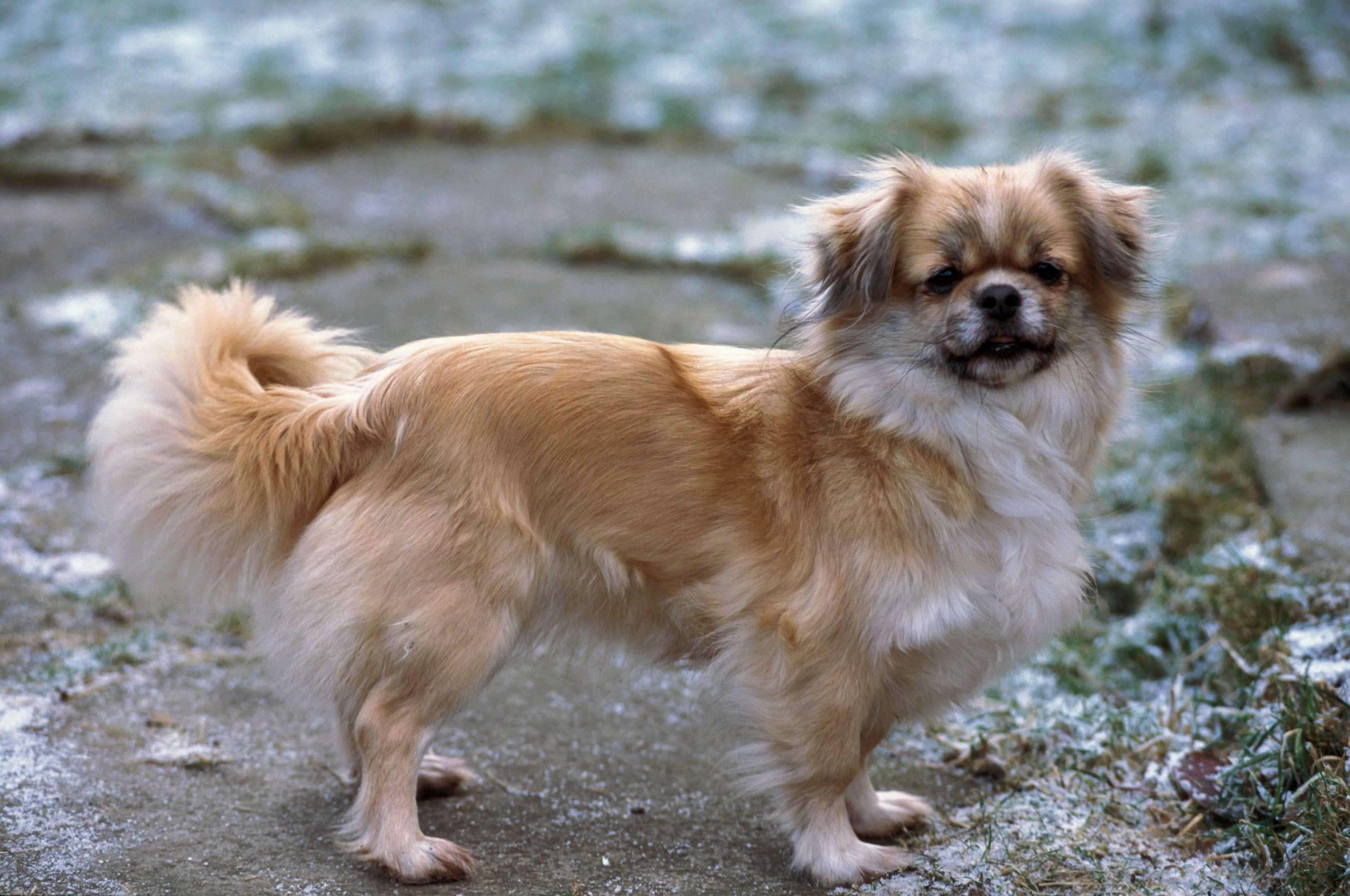 Tibetan Spaniel