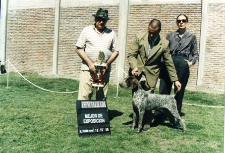 Enzo Von Marienkamp | German Shorthaired Pointer 